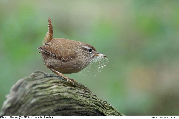 wren collecting nest material